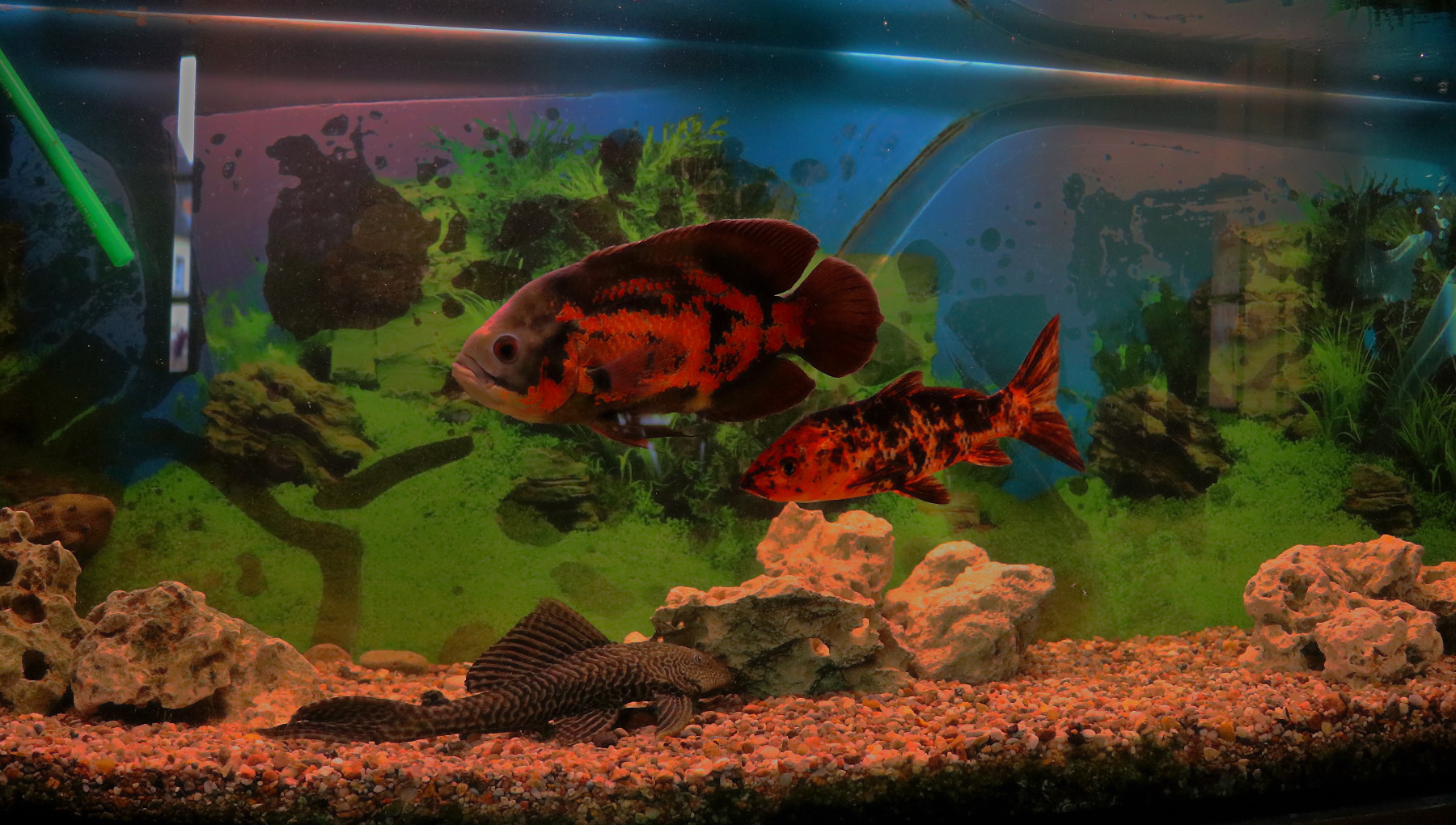 aquarium-9-1.13.604643e7beeb0